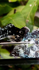 🔥พร้อมส่ง🐟อาหารปลาโปแลนด์ สูตรสำหรับปลาบอลลูน🥰