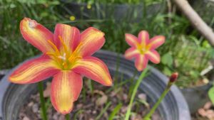 ฑ.หัวดอกบัวดิน Pine Apple หัวละ 20 บาท