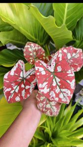 บอนสีหนึ่งเดียวในจักวาล บอนสีที่หายาก และสวยมาก