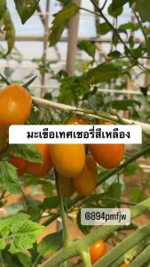 มะเขือเทศเชอร์รี่ 200เมล็ดสีเหลืองพันธุ์นอกเมล็ด Roma Tomato ศึกษาวิธีการเพาะได้ในรายละเอียดสินค้า