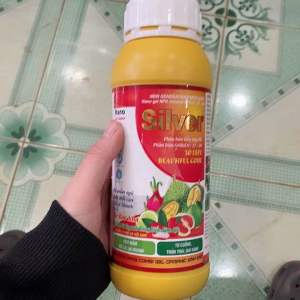 SILVER -TO TRÁI VÀO CƠMCHỐNG SƯỢNG TRÁI CTY 3 TỐT