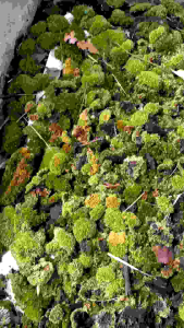 มอส ธรรมชาติ ชุดละ 3 ขีด