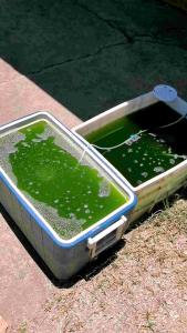GreenWater/Microalgae Starter by AZA Aquatics - (Ready to use) (DIY Greenwater) (Nutrients Powder)