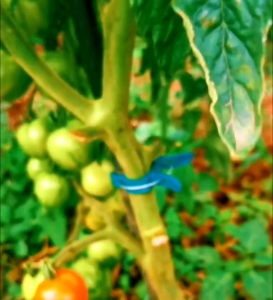 10 BUTIR BIJI/BENIH TOMAT TIGERELLA LURIK