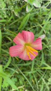 จ.หัวดอกบัวดิน Cute Lady หัวละ 15 บาท