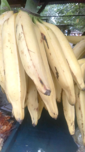 Pisang Tanduk Madu Super 1 Tandan Isi 10 Buah