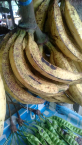 PISANG TANDUK MADU SUPER 1 TANDAN ISI 20 BUAH PICS