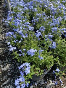 ต้นพยับหมอก ดอกสีฟ้า#กระถาง 11 นิ้ว