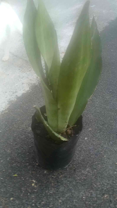 Sansevieria trifasciata Moonshine live plant in polybag broad pale silvery-green leaves low-maintenance succulent indoor plant display.