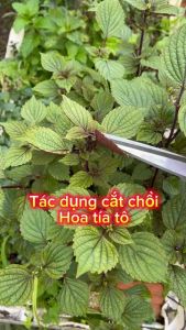 Hạt Giống Rau Hẹ Khả Năng Tái Sinh Cao Dễ Trồng Ở Mọi Điều Kiện