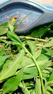 5kg Nghể Răm Thảo Dược Đi.ều Tr.ị S.án C.hó - Giun Sán