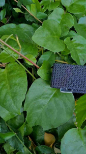 Sabuk Satlinmas Hansip Ikat Pinggang Linmas Silver Model Terbaru