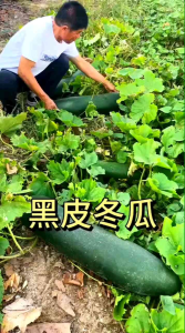 (KEMASAN PREMIUM) BIJI/BENIH LABU KUNDUR HITAM | BLACK WINTER MELON ( isi -+130 butir benih)