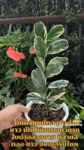 #ต้นกวักแม่ทองคำด่างขาว เป็นไม้มงคลหายาก ใบด่างสวยงาม มีลายสีทอง-ขาว ช่วยเสริมโชคลาภ การเงิน เหมาะแก่การสะสมและปลูกประดับบ้านเพื่อเรียกทรัพย์