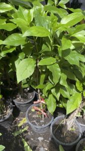 ต้นอังกาบหนู พร้อม ดอกสีเหลือง หนามปลูก พร้อม ดินทุกชนิด พร้อมกระถาง ขนาดออกรากทุกต้น เป็นเครื่องมือแท้ต้อง ดินเพื่อขยายพันธุ์ ให้คุณสามารถจัดส่งได้ ไม่ว่าจะเป็นใช้งานทันทีหรือไม่