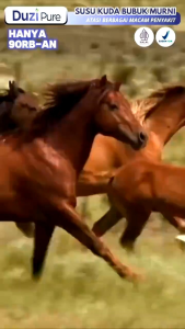 Promo 1 Box | Duzi Pure Susu Kuda Murni Untuk Nyeri Sendi Asam Urat 100% Original