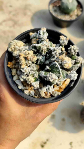 มาริโอฟูคุริม..มอนส์