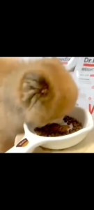 THỨC ĂN HẠT QUẢN LÝ CÂN NẶNG CHO THÚ CÚNG CHÓ 1.5Kg - WEIGHT CONTROL PLUS