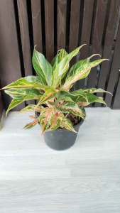 กวักมหามงคลใบแหลม Aglaonema ต้นไม้มงคล เสริมโชคลาภ ต้นไม้โชว์ใบสวยงาม ฟร์อมกอ จัดส่งพร้อมกระถาง 6นิ้ว