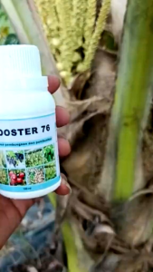 TERAMPUH BOOSTER 76 kemasan 100ml pupuk organik pelebat dan pembesar tanaman buah dan sayur