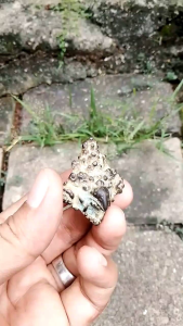 Cincin Kuno Motif Jatayu: Aksesoris Pernikahan Tradisional