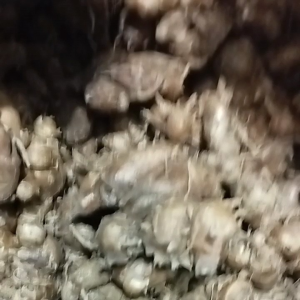 kencur segar 1 kg  kencur segar 1000 grm buat seblak