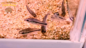 Corydoras pygmy | corydoras pygmaeus | Live animal