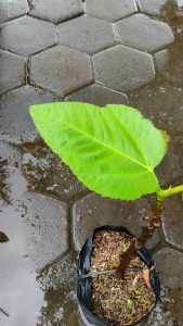 Ficus Carica Live Plant