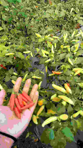 3000++ Benih Cabe Rawit Merah Lokal Unggul