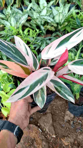 Tanaman Hias Calathea Triostar & Meranti Bali: Dekorasi Ruangan Multicolor
