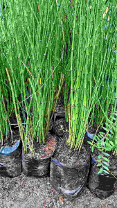 Tanaman Bambu Air: Tumbuhan Air Untuk Dekorasi