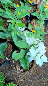 tanaman hias bunga nusa indah putih mussaenda