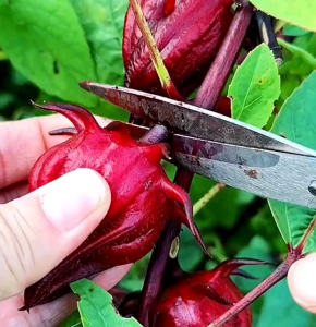 Biji | Benih Tanaman Herba Rosella Merah