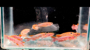 fundulopanchax gardneri killifish