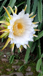 Bibitan pohon buah naga siap tanam 3 batang super unggul