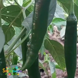 200 BUTIR BIJI/BENIH TANAMAN CABE HIJAU BESAR