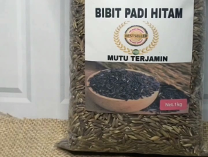 Benih padi hitam asli unggul 1 kg