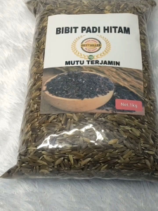 Padi Hitam bibit padi hitam asli terbaik