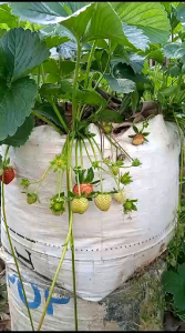 5 bibit strawberry mencir jumbo dataran rendah