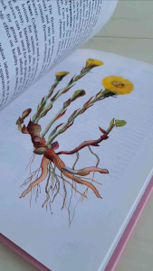 Natural Beauty Care with Flowers and Plants