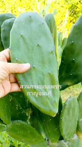 โอพันเทีย opuntia ตัดสดคัดแต่ใบหนาๆใหญ่ๆ กระบองเพชรใบเสมา ป้ายน้ำยากันเชื่อราแล้ว หูกระต่าย มิกกี้เม้า อาหารเต่า (สวนเราเอง)