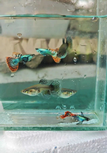 Dumbo Red Mosaic Guppy 1 Pair