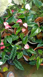 Dwarf Anthurium (Uprooted)