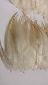 100 PCS DIY Feathers | Puting Pantay | Arts and Crafts | Authentic Chicken Feathers