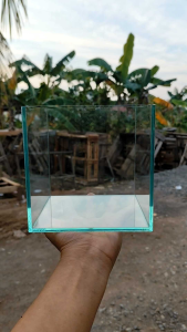15x15x15 Aquarium Ikan Channa Dan Ikan Hias Lem Bening