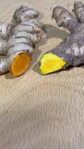 NGHỆ VÀNG TƯƠI - trồng trên đất đỏ Bazan giàu dinh dưỡng