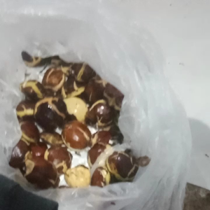 SEPI JENGKOL SEGAR