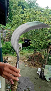 arit rumput cap bintang lima