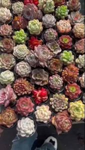 #กุหลาบหิน #ไม้อวบน้ำจัดเซตคละสายพันธุ์ Mix succulentหินถาด105ต้นตุ้มดิน