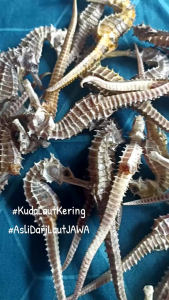 Kuda Laut Kering SUPER JUMBO Asli dari Laut JAWA (1pcs)